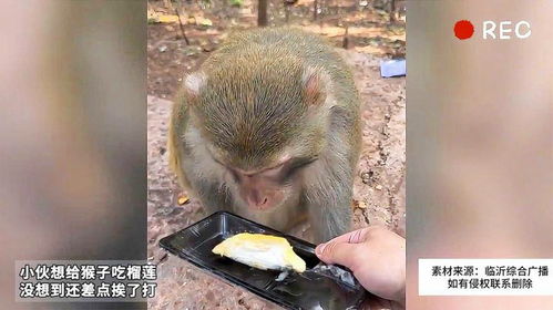 男子被猴子抢食还挨了一巴掌